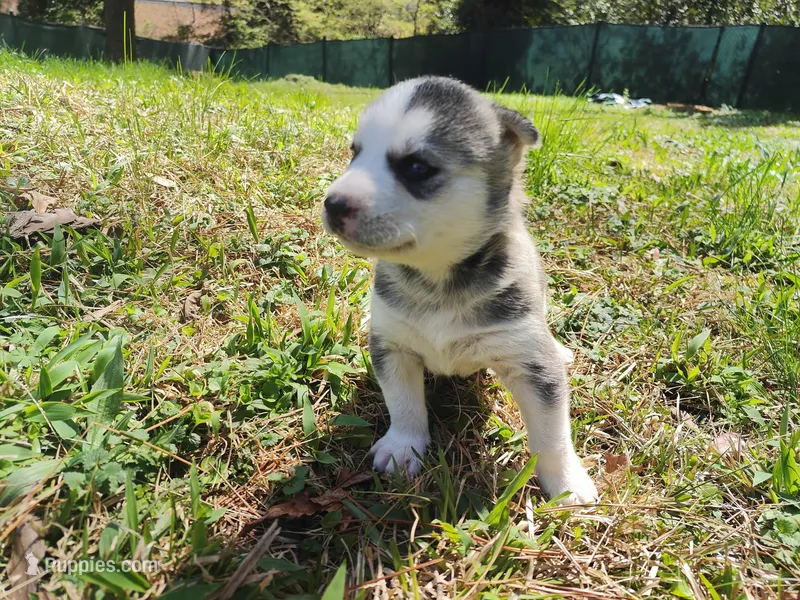 Luna – Siberian Husky puppy for sale in Atlanta, GA