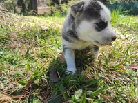 Luna, a female Siberian Husky for sale in Atlanta, GA – Photo 2 of 4