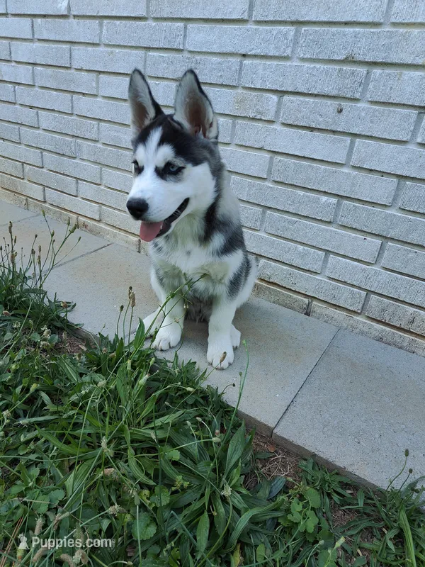 Wolfie  – Siberian Husky puppy for sale in Atlanta, GA