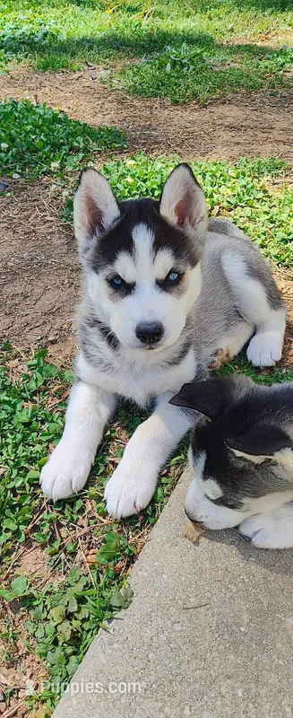 Wolfie  – Siberian Husky puppy for sale in Atlanta, GA