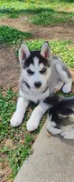 Wolfie , a male Siberian Husky for sale in Atlanta, GA – Photo 3 of 7