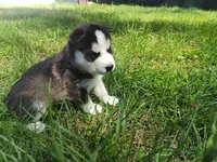 Wolfie , a male Siberian Husky for sale in Atlanta, GA – Photo 2 of 3