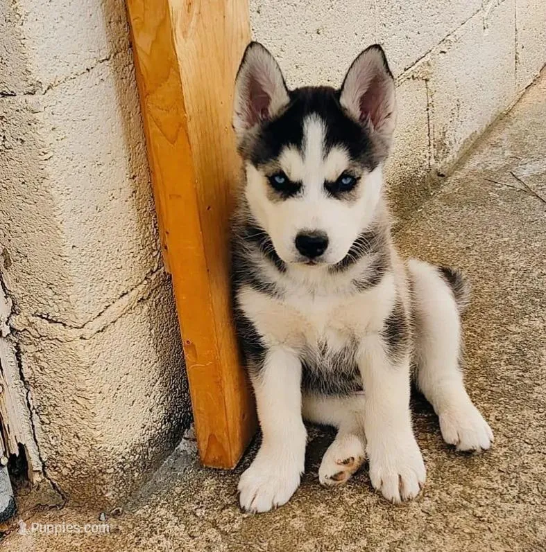 Wolfie  – Siberian Husky puppy for sale in Atlanta, GA