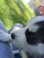 Wolfie , a male Siberian Husky for sale in Atlanta, GA – Photo 3 of 3