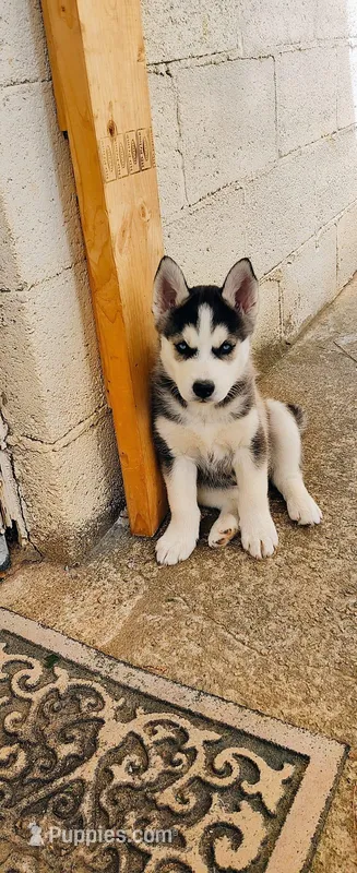 Wolfie  – Siberian Husky puppy for sale in Atlanta, GA