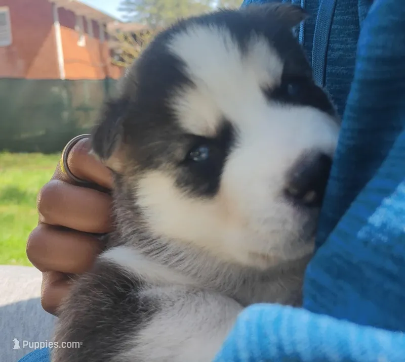 Wolfie  – Siberian Husky puppy for sale in Atlanta, GA