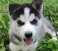 Wolfie , a male Siberian Husky for sale in Atlanta, GA – Photo 2 of 7