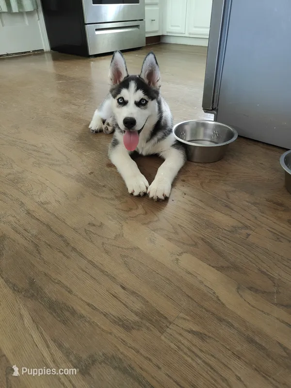 Wolfie  – Siberian Husky puppy for sale in Atlanta, GA