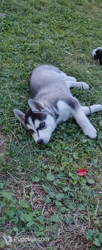 Dolce – Siberian Husky puppy for sale in Atlanta, GA
