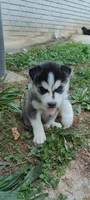 Dolce, a female Siberian Husky for sale in Atlanta, GA – Photo 2 of 3
