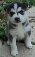 Dolce, a female Siberian Husky for sale in Atlanta, GA – Photo 8 of 9