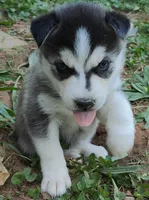 Dolce, a female Siberian Husky for sale in Atlanta, GA – Photo 9 of 9