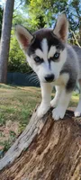 Dolce, a female Siberian Husky for sale in Atlanta, GA – Photo 2 of 9