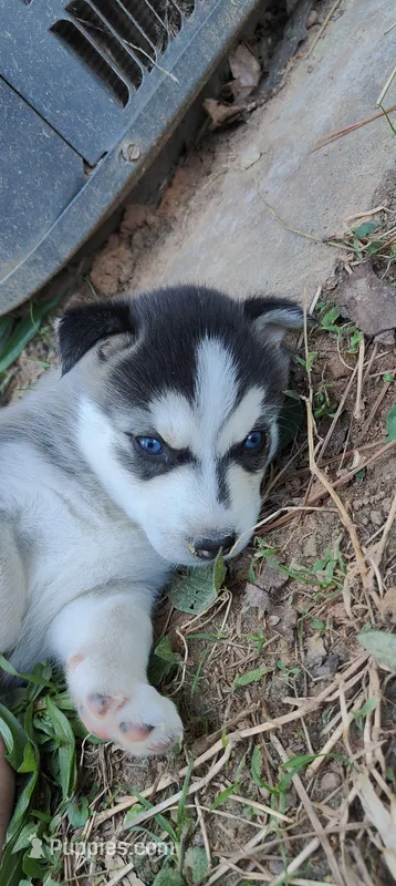 Dolce – Siberian Husky puppy for sale in Atlanta, GA