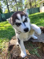 Dolce, a female Siberian Husky for sale in Atlanta, GA – Photo 4 of 9