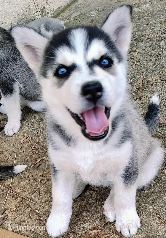 Dolce – Siberian Husky puppy for sale in Atlanta, GA