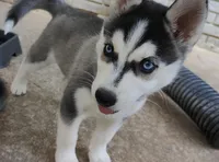 Dolce, a female Siberian Husky for sale in Atlanta, GA – Photo 1 of 9