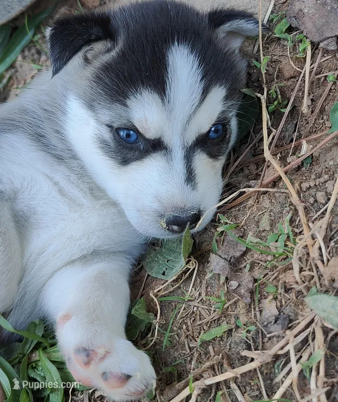 Dolce – Siberian Husky puppy for sale in Atlanta, GA
