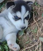 Dolce, a female Siberian Husky for sale in Atlanta, GA – Photo 6 of 9