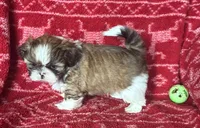 Caramel, a male Shih Tzu for sale in Johnston, IA – 6 of 9