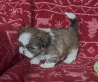 Caramel, a male Shih Tzu for sale in Johnston, IA – 3 of 9