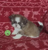 Caramel, a male Shih Tzu for sale in Johnston, IA – 4 of 9