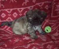 Mavis, a female Shih Tzu for sale in Johnston, IA – 4 of 7