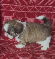 Caramel, a male Shih Tzu for sale in Johnston, IA – 7 of 9