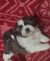 Spot, a male Shih Tzu for sale in Johnston, IA – 6 of 8