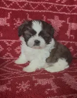 Spot, a male Shih Tzu for sale in Johnston, IA – 7 of 8