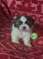 Spot, a male Shih Tzu for sale in Johnston, IA – 3 of 8