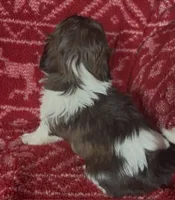Pants, a female Shih Tzu for sale in Johnston, IA – 6 of 8