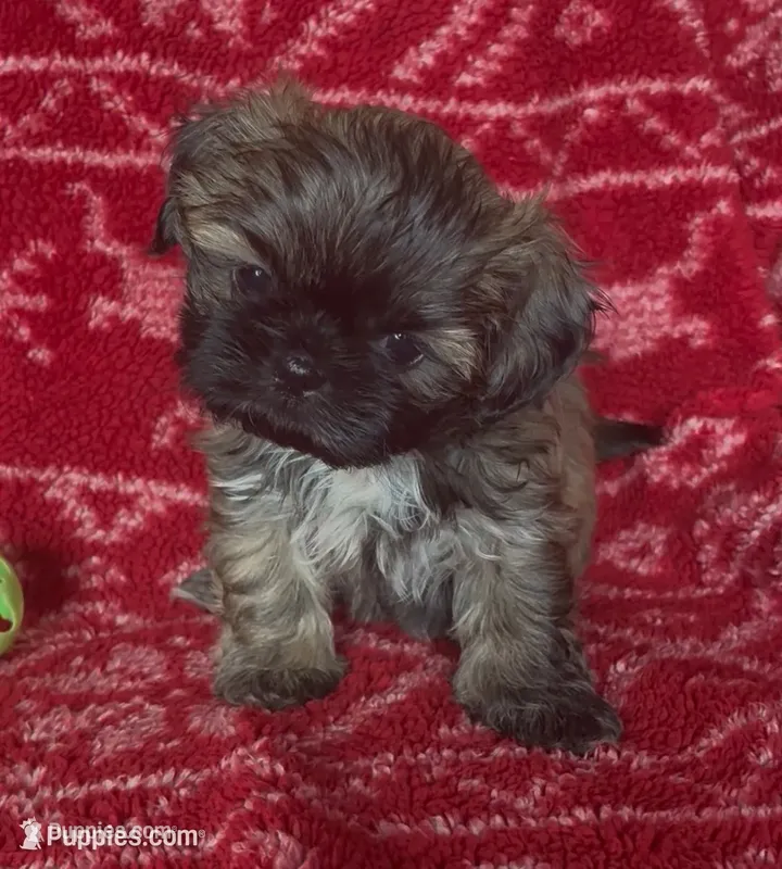 Mavis – Shih Tzu puppy for sale in Johnston, IA