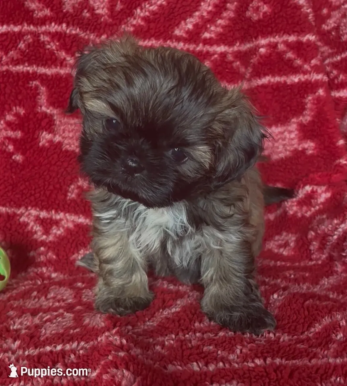 Mavis, a female Shih Tzu for sale in Johnston, IA – 1 of 7