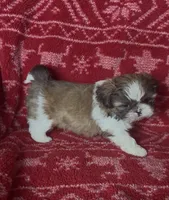 Caramel, a male Shih Tzu for sale in Johnston, IA – 5 of 9