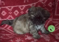 Mavis, a female Shih Tzu for sale in Johnston, IA – 3 of 7
