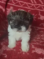 Pants, a female Shih Tzu for sale in Johnston, IA – 7 of 8