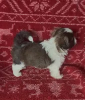 Spot, a male Shih Tzu for sale in Johnston, IA – 4 of 8