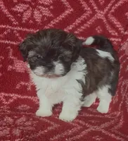 Pants, a female Shih Tzu for sale in Johnston, IA – 8 of 8