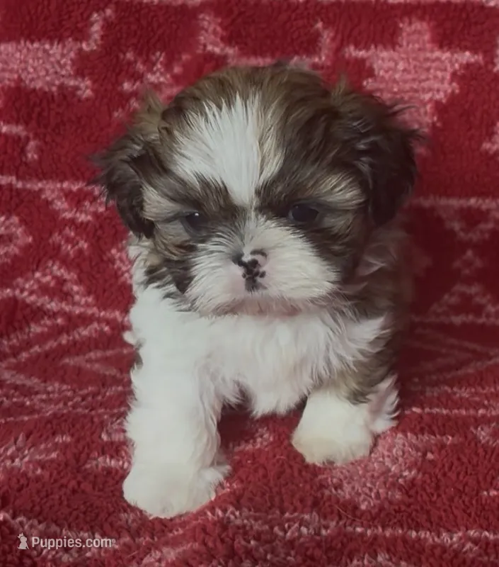 Caramel – Shih Tzu puppy for sale in Johnston, IA