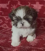 Caramel, a male Shih Tzu for sale in Johnston, IA – 1 of 9