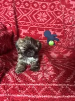 Mavis, a female Shih Tzu for sale in Johnston, IA – 6 of 7