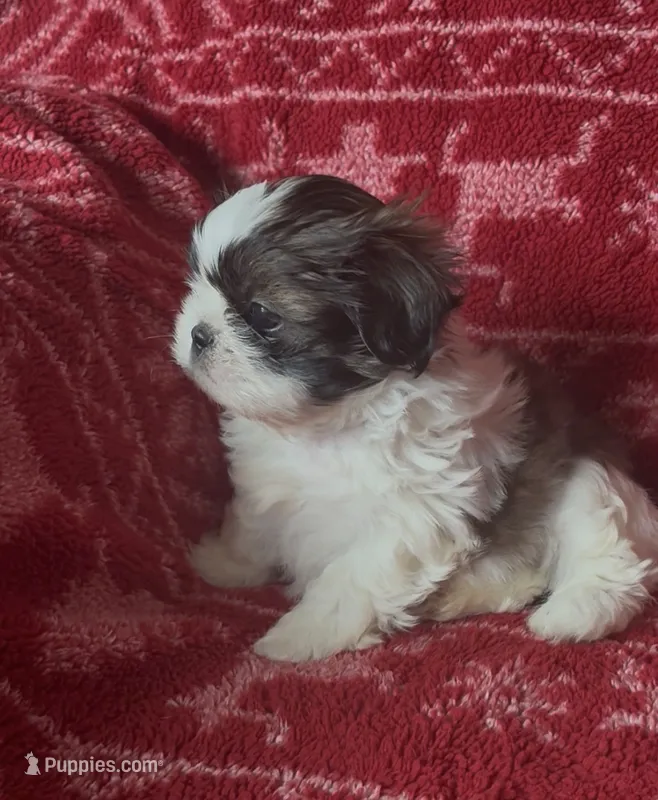 Spot – Shih Tzu puppy for sale in Johnston, IA