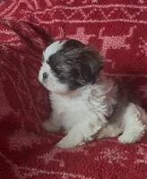 Spot, a male Shih Tzu for sale in Johnston, IA – 1 of 8