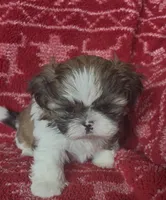 Caramel, a male Shih Tzu for sale in Johnston, IA – 2 of 9