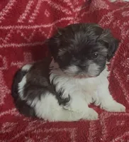Pants, a female Shih Tzu for sale in Johnston, IA – 2 of 8