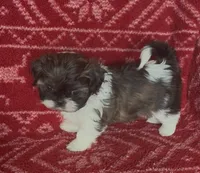 Pants, a female Shih Tzu for sale in Johnston, IA – 4 of 8