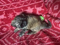 Mavis, a female Shih Tzu for sale in Johnston, IA – 7 of 7