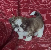Caramel, a male Shih Tzu for sale in Johnston, IA – 8 of 9