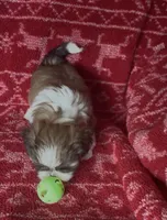 Caramel, a male Shih Tzu for sale in Johnston, IA – 9 of 9